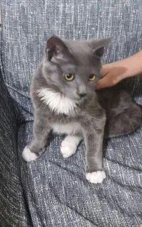 گربه نژاد راشن بلو 4ماهه