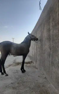 کره ماده دمگیر اینده دار