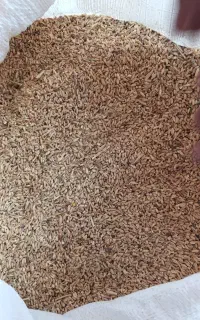 گندم شکسته دامی،سبوس ارسال ب سراسر استان