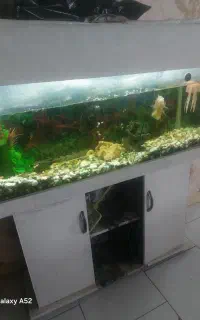 اکواریوم
