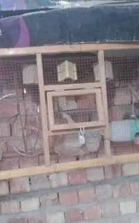 قفس پرنده