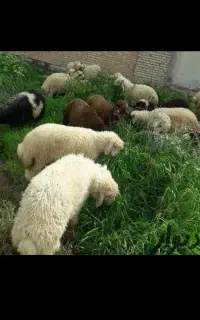 گوسفند کانی شیرین با شرایط