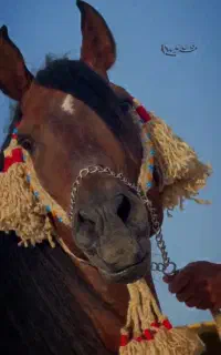 خرید و فروش انواع اسب