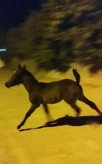 کره اسب
