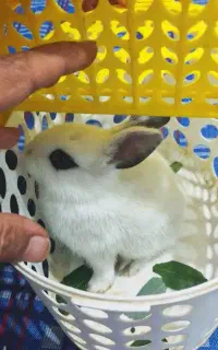 خرگوش خانگی بچه خرگوش ناز خرگوش نازی