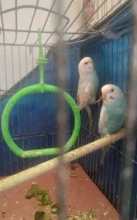 مرغ عشق