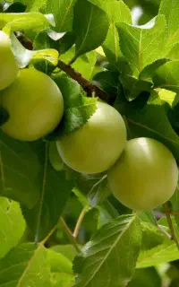 اجاره آلوچه شما رو درخت