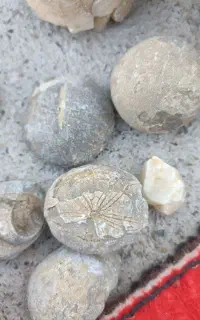 تعدادی سنگ فسیلی کلکسیونی