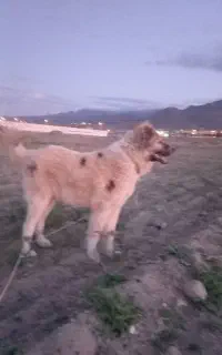 سگ گله
