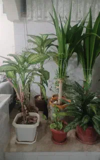 گل فروشی
