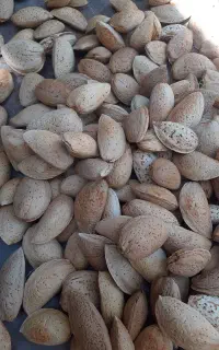 بادام سنگی