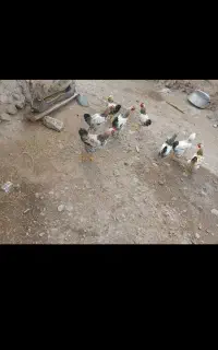 مرغ خروس