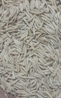 بذر شالی فجر سوزنی ۹۰روزه