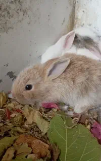 بچه خرگوش