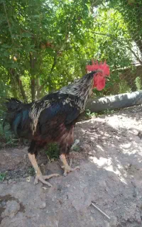 عروسک خروس