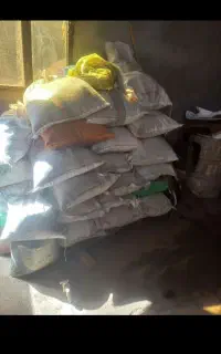 کودکبوتر