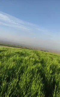 جوترش بذری درجه یک