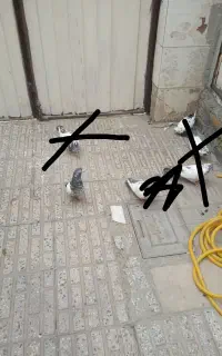 کفترباخت رفته