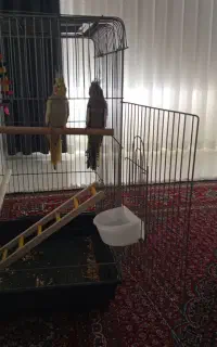 عروس هلندی قیمت مفت