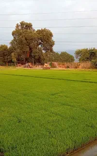 بذر شیرودی با کیفیت آماده به نشا