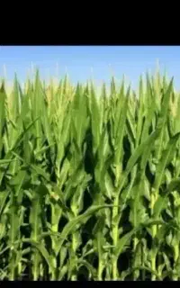 ذرت علوفه ای