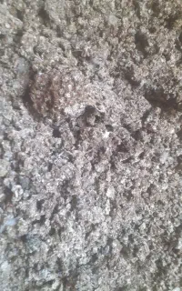 سلام خریدوفروش وجمع آوری کود کبوترخانگی چاهی