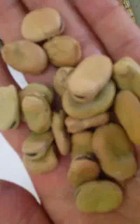 ۳۵۰ کیلوباقالی خشک امساله