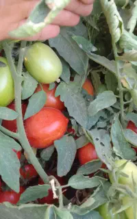 گوجه بازاری نیم هکتار