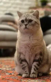 سر پرستی گربه