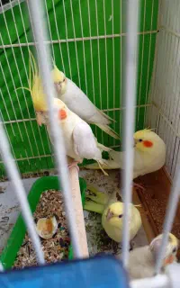 عروس هلندی