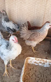 جوجه