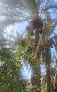درخت تکونم