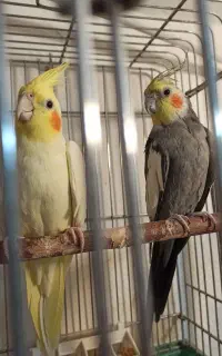 یک جفت عروس نر و ماده همراه قفس و تمام لوازم