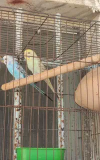 مرغ عشق