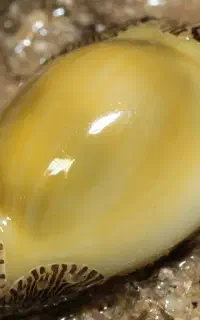 خرید وفروش مهره