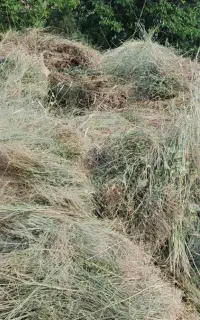 علوفه سبز