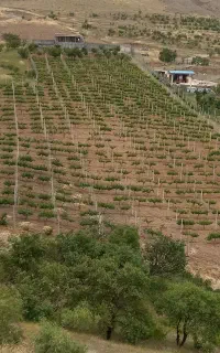انگور سیاه