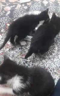 واگذاری گربه