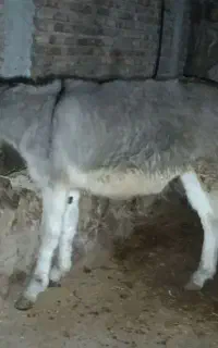 خرجوان نر