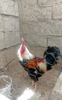 خروس محلی