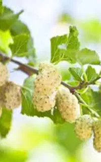 واگذاری محصول  توت سفید