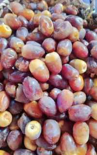 رطب گنتار