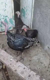 بوقلمون
