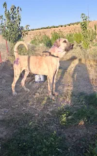 سگ عراقی نر