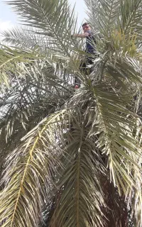 اسب ۲۸ماهه