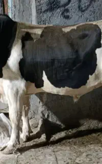 قصابی گوشت