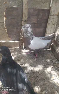 سینه ای و طوقی