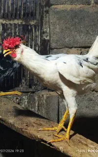 خروس گلین