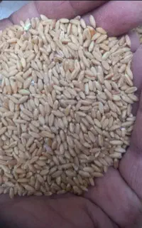 گندم دیم