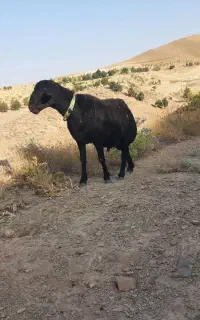 شیشک قوچ قرقزل